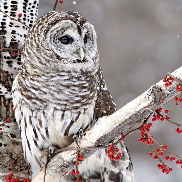 Набір трьохшарових паперових серветок (20 шт.) Broste Copenhagen Owl. Изображение 1